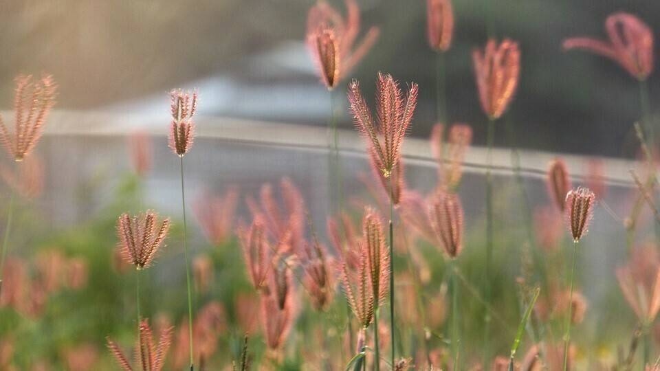 grass-3395428_960_720|basf_500_250_83572DAE|oilseed-rape-3394517_960_720|wheat-381848_960_720|durian-seed-2701644_960_720